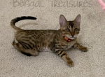Dahlia - Bengal Cat For Sale - Carrollton&comma; TX&comma; US