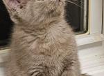 Tato - Scottish Straight Cat For Sale - New York&comma; NY&comma; US
