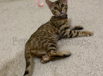 Iris - Bengal Cat For Sale - Carrollton&comma; TX&comma; US