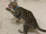 Aster - Bengal Cat For Sale - Carrollton&comma; TX&comma; US