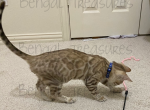 Valerian - Bengal Cat For Sale - Carrollton&comma; TX&comma; US