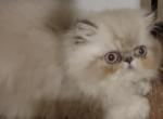 Persian male kitten - Persian Cat For Sale - MA&comma; US