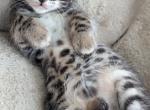 Tokyo's Thanksgiving Bengal litter - Bengal Cat For Sale - Norwalk&comma; OH&comma; US