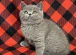 Caytlin - British Shorthair Cat For Sale - Hollywood&comma; FL&comma; US