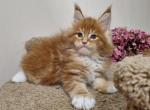 Richmond - Maine Coon Cat For Sale - Hollywood&comma; FL&comma; US