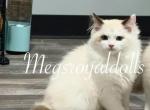 REDUCED King Arthur Megsroyaldolls - Ragdoll Cat For Sale - Hudson&comma; OH&comma; US