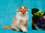Griffin - Scottish Fold Cat For Sale - Hollywood&comma; FL&comma; US