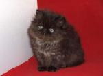 Baloo - Persian Cat For Sale - Hollywood&comma; FL&comma; US