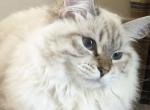 Glaze - Siberian Cat For Sale - North Port&comma; FL&comma; US