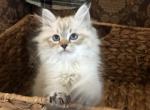 Alex - Siberian Cat For Sale - North Port&comma; FL&comma; US