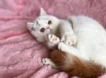 Toby - Exotic Cat For Sale - Lexington&comma; KY&comma; US