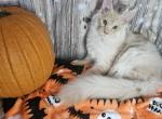 Aragorn - Maine Coon Cat For Sale - Kingman&comma; AZ&comma; US