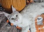 Frodo - Maine Coon Cat For Sale - Kingman&comma; AZ&comma; US