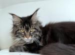 Dionysus - Maine Coon Cat For Sale - New York&comma; NY&comma; US