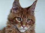 Ruby - Maine Coon Cat For Sale - New York&comma; NY&comma; US