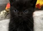 Spice - Minuet Cat For Sale - West Branch&comma; MI&comma; US
