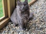 Raven - Maine Coon Cat For Sale - Montgomery&comma; MA&comma; US