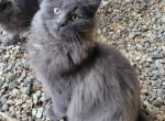 Wolfy - Maine Coon Cat For Sale - Montgomery&comma; MA&comma; US