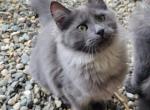 Pepper - Maine Coon Cat For Sale - Montgomery&comma; MA&comma; US