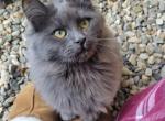 Katniss - Maine Coon Cat For Sale - Montgomery&comma; MA&comma; US