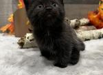 Echo - Minuet Cat For Sale - West Branch&comma; MI&comma; US