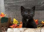Pepper - Minuet Cat For Sale - West Branch&comma; MI&comma; US