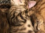 Bengal Kittens - Bengal Cat For Sale - Haverstraw&comma; NY&comma; US