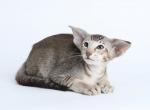 Goodwin - Oriental Cat For Sale - Miami&comma; FL&comma; US