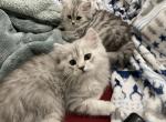 Silver shaded males - Scottish Fold Cat For Sale - Tukwila&comma; WA&comma; US