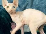 Neona - Sphynx Cat For Sale - Pembroke Pines&comma; FL&comma; US