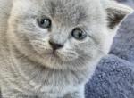 Ash - British Shorthair Cat For Sale - Vancouver&comma; WA&comma; US