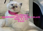 Mia female ready Oct 31 - Ragdoll Cat For Sale - Mount Joy&comma; PA&comma; US