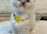 Mary female ready Nov 1 - Ragdoll Cat For Sale - Mount Joy&comma; PA&comma; US