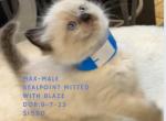 Max Sealpoint male ready Nov 1 - Ragdoll Cat For Sale - Mount Joy&comma; PA&comma; US