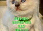 Miles male ready Nov 1 - Ragdoll Cat For Sale - Mount Joy&comma; PA&comma; US