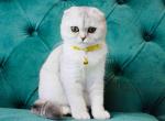 Gorgerous scottish fold silver shaded chinchilla - Scottish Fold Cat For Sale - Houston&comma; TX&comma; US