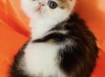 Greta - Exotic Cat For Sale - Philadelphia&comma; PA&comma; US