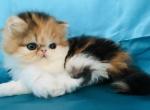 Addie - Persian Cat For Sale - Philadelphia&comma; PA&comma; US