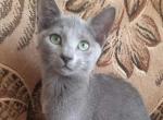 Xandra - Russian Blue Cat For Sale - Miami&comma; FL&comma; US
