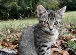 Epona - American Shorthair Cat For Sale - Columbus&comma; GA&comma; US
