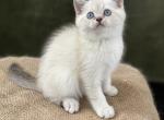 Bentley - Scottish Straight Cat For Sale - North Richland Hills&comma; TX&comma; US