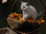 Scarlett - Scottish Straight Cat For Sale - North Richland Hills&comma; TX&comma; US