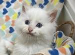 Snowflake - Ragdoll Cat For Sale - Battle Ground&comma; WA&comma; US