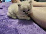 Blue mink ragdoll - Ragdoll Cat For Sale - Jacksonville&comma; NC&comma; US
