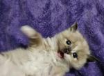Tortie mink mitted ragdoll - Ragdoll Cat For Sale - Jacksonville&comma; NC&comma; US