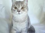 Milo - British Shorthair Cat For Sale - New York&comma; NY&comma; US
