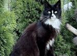 Sylvester - Maine Coon Cat For Sale - New York&comma; NY&comma; US