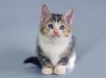 Misha - Munchkin Cat For Sale - Hollywood&comma; FL&comma; US