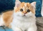 Tasia - Scottish Straight Cat For Sale - Pembroke Pines&comma; FL&comma; US