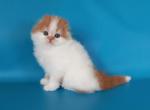 Leopold - Scottish Fold Cat For Sale - Hollywood&comma; FL&comma; US